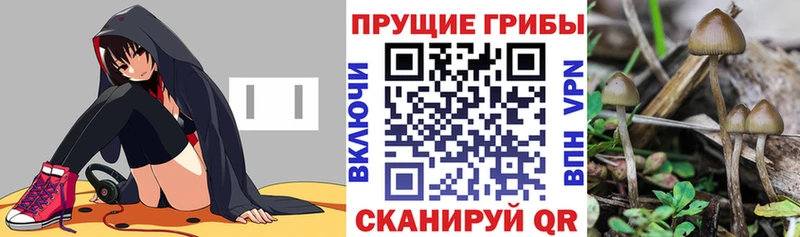 Галлюциногенные грибы мицелий  Апшеронск 